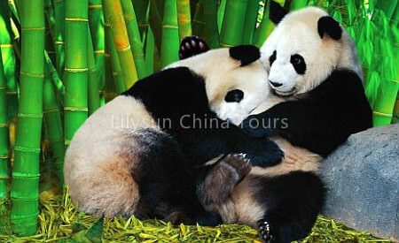 2 Days Classic Chengdu Tour