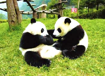 Pandas Playing 