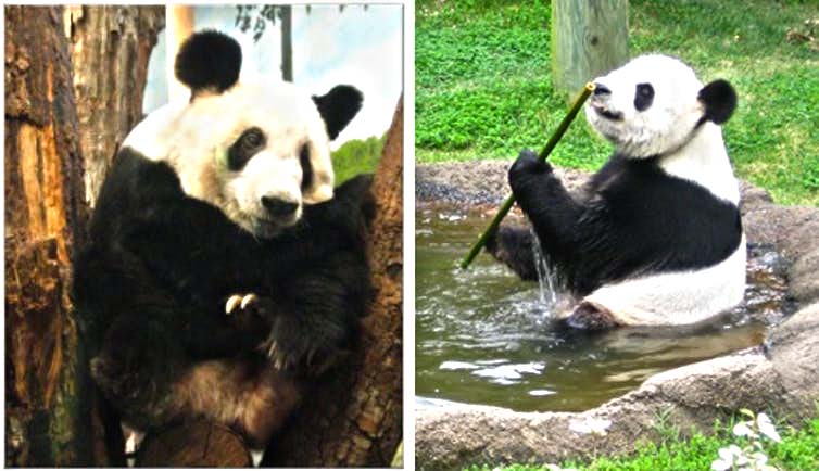 Pandas Climbing Trees and Playing in Water