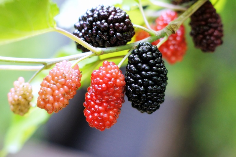 Eat Mulberry